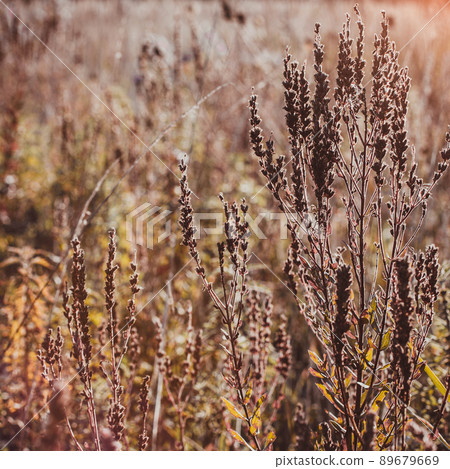 Seasonal romantic Autumn wild grass on a meadow Seasonal romantic Autumn wild grass on a meadow 89679669