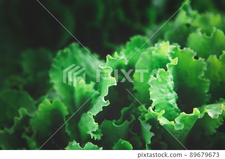 Closeup of rows of organic healthy green lettuce plants Closeup of rows of organic healthy green lettuce plants 89679673
