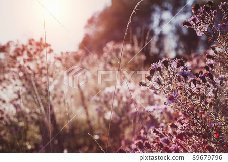 Autumn wild grass and flowers on a meadow Autumn wild grass and flowers on a meadow 89679796
