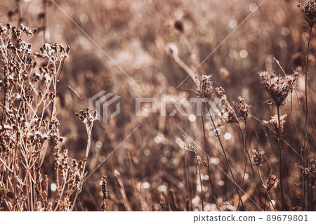Autumn dry wild grass on a meadow Autumn dry wild grass on a meadow 89679801