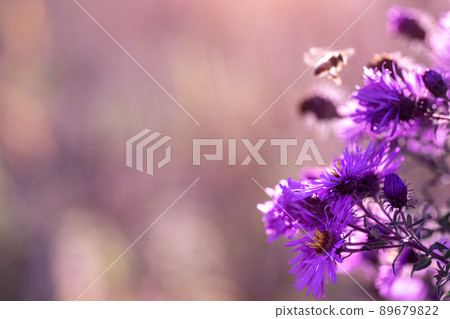 Autumn wild grass and flowers on a meadow Autumn wild grass and flowers on a meadow 89679822