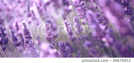 Banner with lavender flower field at sunset rays Banner with lavender flower field at sunset rays 89679852