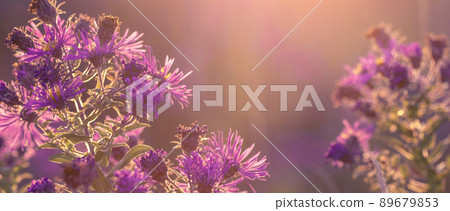 Seasonal sale website banner with wild grass on a meadow Seasonal sale website banner with wild grass on a meadow 89679853