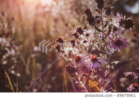 Autumn wild grass and flowers on a meadow 89679861