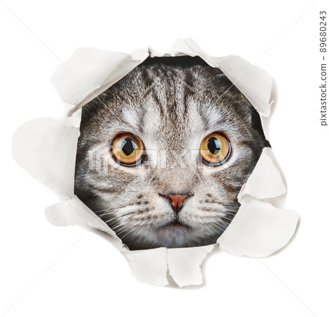 The cat looks through a hole in the paper isolated on a white background The cat looks through a hole in the paper isolated on a white background 89680243