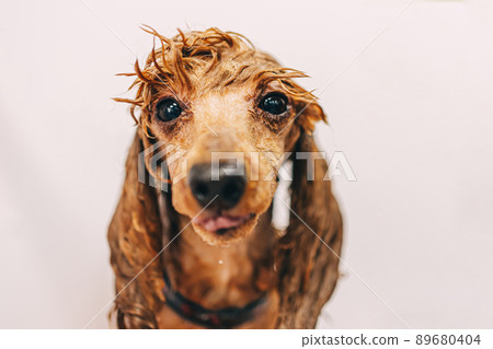 Washing the dog with shampoo in the bathroom. Washing the dog with shampoo in the bathroom. 89680404