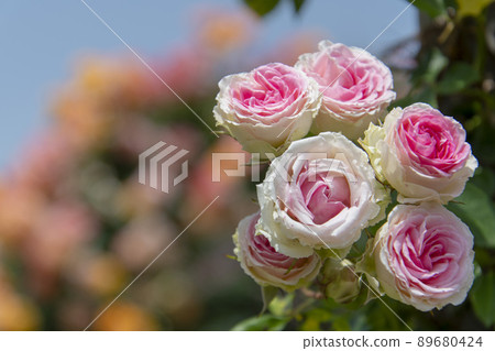Rose Rose 89680424