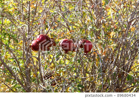 Old and overripe pomegranates on a tree in a city park in Israel 89680434