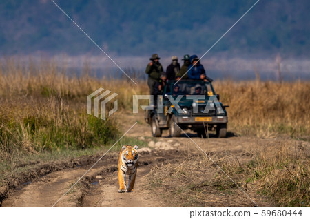 indian wild female tiger walking head on and people or tourist in safari vehicle following her forest road at landscape of dhikala jim corbett national park uttarakhand india - panthera tigris tigris 89680444