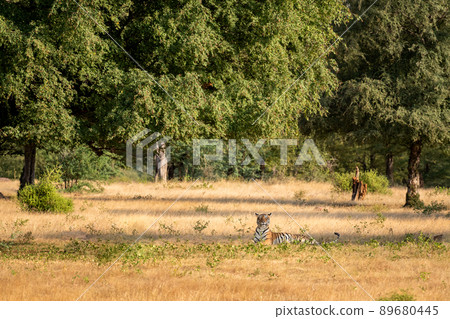 wild bengal tiger in natural scenic landscape background with nature and trees canopy in post monsoon green season at ranthambore national park tiger reserve rajasthan india - panthera tigris tigris 89680445