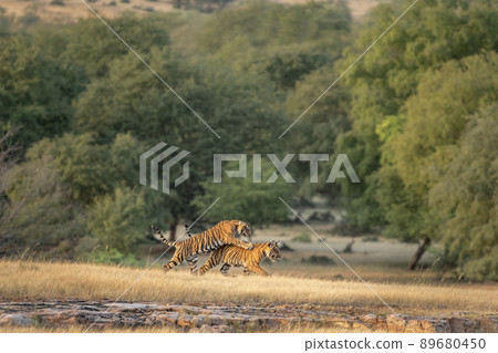 two small wild playful tiger cubs playing or fighting with each other and learning skills to survive in forest in safari at ranthambore national park reserve rajsthan india asia - panthera tigris two small wild playful tiger cubs playing or fighting with each other and learning skills to survive in forest in safari at ranthambore national park reserve rajsthan india asia - panthera tigris 89680450