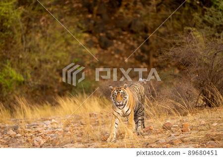 wild bengal male tiger walking head on in natural scenic background in summer season at ranthambore national park or tiger reserve sawai madhopur rajasthan india - panthera tigris tigris wild bengal male tiger walking head on in natural scenic background in summer season at ranthambore national park or tiger reserve sawai madhopur rajasthan india - panthera tigris tigris 89680451