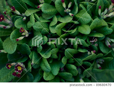 Bush with large green leaves Primula acaulis in the garden on a spring 89680470