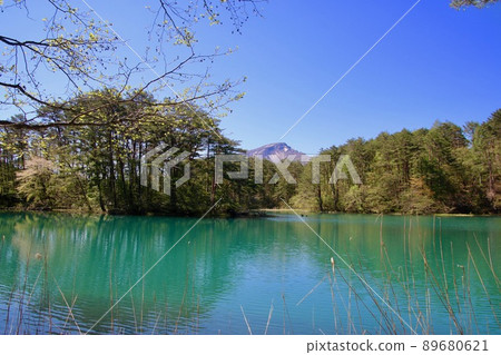 春天的五色沼和萬代山（福島縣北鹽原村） 89680621