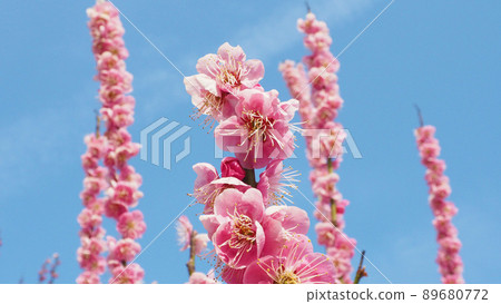 Plum blossoms and blue sky (natural plants in early spring) 89680772