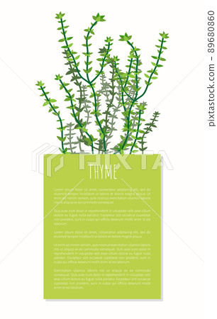 Thyme Herbal Plant Colorful Vector Illustration Thyme Herbal Plant Colorful Vector Illustration 89680860