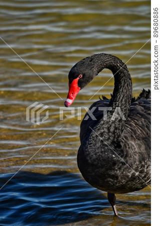 A black bird A black bird 89680886