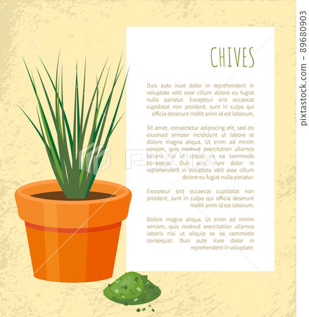 Chives Poster and Plant in Pot Vector Illustration Chives Poster and Plant in Pot Vector Illustration 89680903