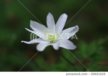 Yukiwari Ichige 89681026