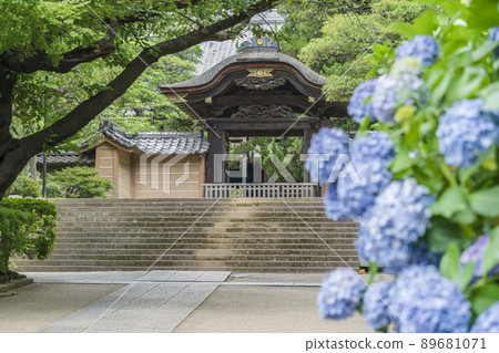 Engakuji Temple in early summer [Kamakura City, Kanagawa Prefecture] 89681071