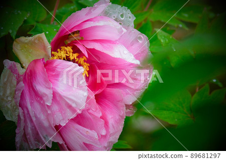 Petals, drops and tree frogs Petals, drops and tree frogs 89681297