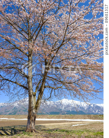 Niigata_Sakura 盛開，俯瞰雪山 89681317