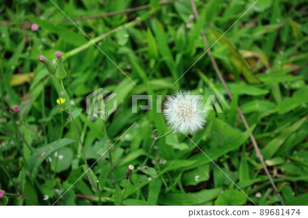 蒲公英 蒲公英 89681474