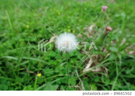 蒲公英 89681502