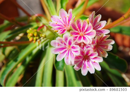 Leucia·Kotileredon 89681503