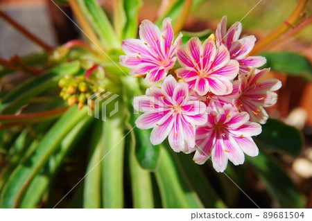 Leucia·Kotileredon Leucia·Kotileredon 89681504