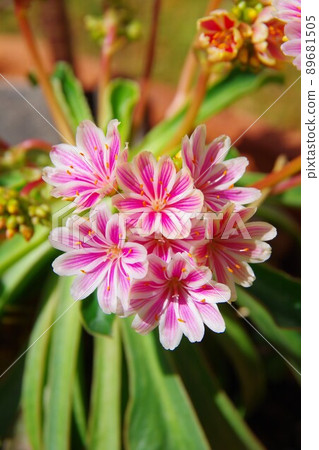 Leucia · Kotileredon Leucia · Kotileredon 89681505