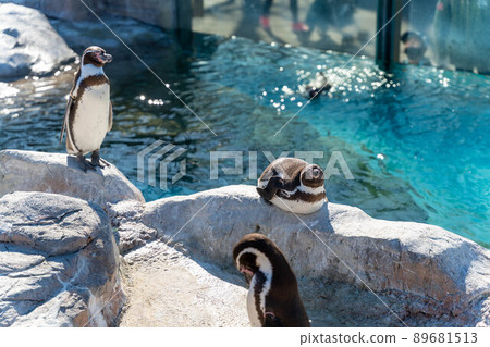 Penguin 89681513