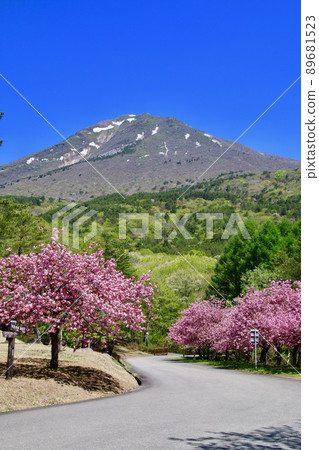 Tengedai Yaezakura（福島縣豬苗代町） 89681523