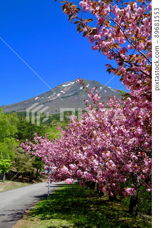 Tengedai Yaezakura(福島縣豬苗代町) Tengedai Yaezakura(福島縣豬苗代町) 89681553