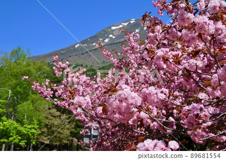 Tengedai Yaezakura(福島縣豬苗代町) Tengedai Yaezakura(福島縣豬苗代町) 89681554