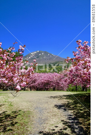 Tengedai Yaezakura（福島縣豬苗代町） 89681558