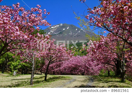 Tengedai Yaezakura（福島縣豬苗代町） 89681561