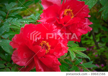 紅牡丹 紅牡丹 89681566