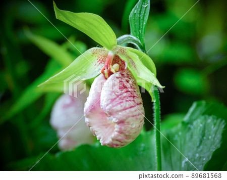 香蒲夫婦 香蒲夫婦 89681568