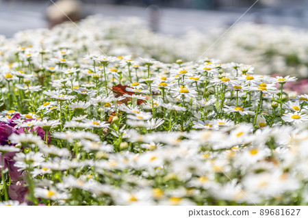 Margaret that blooms shiningly in the sunlight 89681627