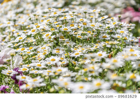 在陽光下閃閃發光的瑪格麗特 89681629