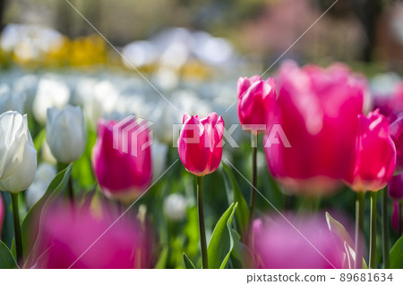 Beautifully blooming bright tulips Beautifully blooming bright tulips 89681634