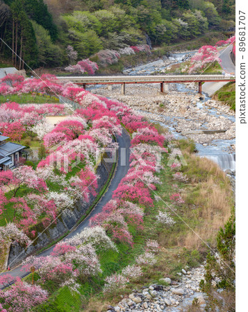 長野阿智村_花桃之裡的絕景 89681707