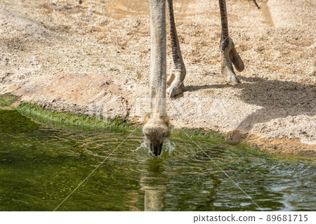 Ostrich bird portrait close up while drinking water at the pool 89681715