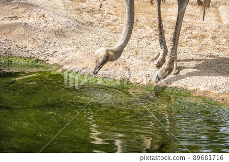 Ostrich bird portrait close up while drinking water at the pool Ostrich bird portrait close up while drinking water at the pool 89681716