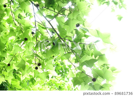 Maple leaf Maple leaf 89681736