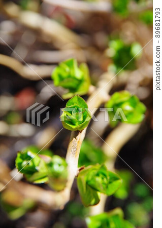 繡球花發芽 繡球花發芽 89681793