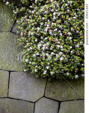 皇宮石牆上的 Maruba Sharinbai 89681885