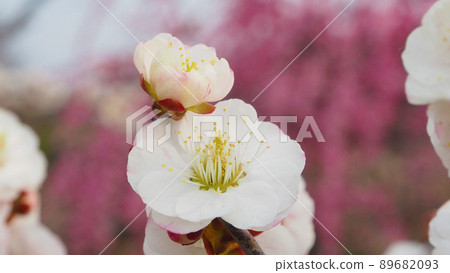 梅花（早春天然植物）-2 89682093