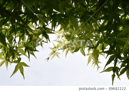 Young leaves of maple that grows against the background of the sky Young leaves of maple that grows against the background of the sky 89682122
